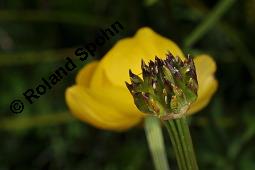 Trollblume, Trollius europaeus, Ranunculaceae, Trollius europaeus, Trollblume, Blüte Kauf von 00986_trollius_europaeus_dsc_1504.jpg
