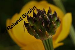 Trollblume, Trollius europaeus, Ranunculaceae, Trollius europaeus, Trollblume, Blüte Kauf von 00986_trollius_europaeus_dsc_1505.jpg