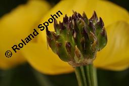 Trollblume, Trollius europaeus, Ranunculaceae, Trollius europaeus, Trollblume, Blüte Kauf von 00986_trollius_europaeus_dsc_1506.jpg