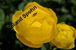 Trollblume, Trollius europaeus, Ranunculaceae, Trollius europaeus, Trollblume, Blüte Kauf von 00986_trollius_europaeus_dsc_1519.jpg