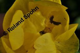 Trollblume, Trollius europaeus, Ranunculaceae, Trollius europaeus, Trollblume, Blüte Kauf von 00986_trollius_europaeus_dsc_1520.jpg