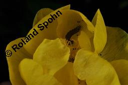 Trollblume, Trollius europaeus, Ranunculaceae, Trollius europaeus, Trollblume, Blüte Kauf von 00986_trollius_europaeus_dsc_1521.jpg