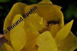 Trollblume, Trollius europaeus, Ranunculaceae, Trollius europaeus, Trollblume, Blüte Kauf von 00986_trollius_europaeus_dsc_1522.jpg