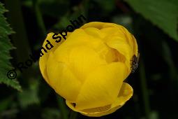 Trollblume, Trollius europaeus, Ranunculaceae, Trollius europaeus, Trollblume, Blüte Kauf von 00986_trollius_europaeus_dsc_1523.jpg