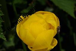 Trollblume, Trollius europaeus, Ranunculaceae, Trollius europaeus, Trollblume, Blüte Kauf von 00986_trollius_europaeus_dsc_1524.jpg