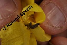 Trollblume, Trollius europaeus, Ranunculaceae, Trollius europaeus, Trollblume, Blüte Kauf von 00986_trollius_europaeus_dsc_1525.jpg