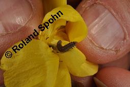 Trollblume, Trollius europaeus, Ranunculaceae, Trollius europaeus, Trollblume, Blüte Kauf von 00986_trollius_europaeus_dsc_1526.jpg