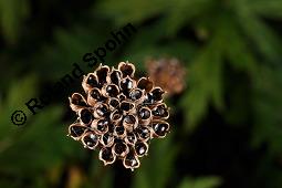 Trollblume, Trollius europaeus, Ranunculaceae, Trollius europaeus, Trollblume, Blüte Kauf von 00986_trollius_europaeus_dsc_2475.jpg