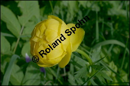 Trollblume, Trollius europaeus, Ranunculaceae, Trollius europaeus, Trollblume, Blüte Kauf von 00986trollius_europaeusimg_2183.jpg