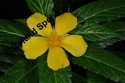 Ulmenblättrige Damiana, Großblättrige Damiana, Ulmenblättrige Safranmalve, Turnera ulmifolia, Turnera ulmifolia, Ulmenblättrige Damiana, Großblättrige Damiana, Ulmenblättrige Safranmalve, Großblättrige Safranmalve, Turneraceae/Passifloraceae, Blühend Kauf von 00988_turnera_ulmifolia_dsc_6831.jpg