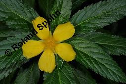 Ulmenblättrige Damiana, Großblättrige Damiana, Ulmenblättrige Safranmalve, Turnera ulmifolia, Turnera ulmifolia, Ulmenblättrige Damiana, Großblättrige Damiana, Ulmenblättrige Safranmalve, Großblättrige Safranmalve, Turneraceae/Passifloraceae, Blühend Kauf von 00988_turnera_ulmifolia_dsc_6832.jpg