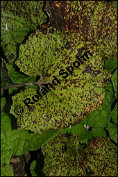 Huflattich, Tussilago farfara, Asteraceae, Tussilago farfara, Huflattich, Blattrand Kauf von 00989tussilago_farfaraimg_4013.jpg