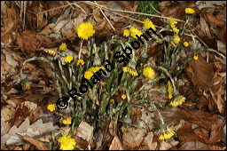 Huflattich, Tussilago farfara, Asteraceae, Tussilago farfara, Huflattich, Blattrand Kauf von 00989tussilago_farfaraimg_6151.jpg