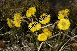 Huflattich, Tussilago farfara, Asteraceae, Tussilago farfara, Huflattich, Blattrand Kauf von 00989tussilago_farfaraimg_6354.jpg