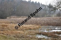 Breitblättriger Rohrkolben, Typha latifolia, Typhaceae, Typha latifolia, Breitblättriger Rohrkolben, Habitat, mit Filipendula ulmaria, Echtes Mädesüß Kauf von 00990_typha_latifolia_dsc_1846.jpg