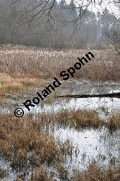 Breitblättriger Rohrkolben, Typha latifolia, Typhaceae, Typha latifolia, Breitblättriger Rohrkolben, Habitat, mit Filipendula ulmaria, Echtes Mädesüß Kauf von 00990_typha_latifolia_dsc_1847.jpg