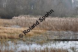 Breitblättriger Rohrkolben, Typha latifolia, Typhaceae, Typha latifolia, Breitblättriger Rohrkolben, Habitat, mit Filipendula ulmaria, Echtes Mädesüß Kauf von 00990_typha_latifolia_dsc_1848.jpg