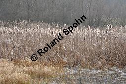 Breitblättriger Rohrkolben, Typha latifolia, Typhaceae, Typha latifolia, Breitblättriger Rohrkolben, Habitat, mit Filipendula ulmaria, Echtes Mädesüß Kauf von 00990_typha_latifolia_dsc_1849.jpg