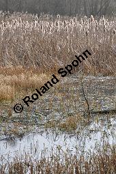 Breitblättriger Rohrkolben, Typha latifolia, Typhaceae, Typha latifolia, Breitblättriger Rohrkolben, Habitat, mit Filipendula ulmaria, Echtes Mädesüß Kauf von 00990_typha_latifolia_dsc_1850.jpg