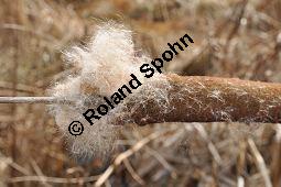 Breitblättriger Rohrkolben, Typha latifolia, Typhaceae, Typha latifolia, Breitblättriger Rohrkolben, Habitat, mit Filipendula ulmaria, Echtes Mädesüß Kauf von 00990_typha_latifolia_dsc_1851.jpg