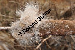 Breitblättriger Rohrkolben, Typha latifolia, Typhaceae, Typha latifolia, Breitblättriger Rohrkolben, Habitat, mit Filipendula ulmaria, Echtes Mädesüß Kauf von 00990_typha_latifolia_dsc_1852.jpg