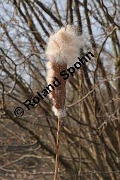 Breitblättriger Rohrkolben, Typha latifolia, Typhaceae, Typha latifolia, Breitblättriger Rohrkolben, Habitat, mit Filipendula ulmaria, Echtes Mädesüß Kauf von 00990_typha_latifolia_dsc_1853.jpg