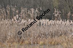 Breitblättriger Rohrkolben, Typha latifolia, Typhaceae, Typha latifolia, Breitblättriger Rohrkolben, Habitat, mit Filipendula ulmaria, Echtes Mädesüß Kauf von 00990_typha_latifolia_dsc_1854.jpg
