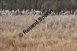 Breitblättriger Rohrkolben, Typha latifolia, Typhaceae, Typha latifolia, Breitblättriger Rohrkolben, Habitat, mit Filipendula ulmaria, Echtes Mädesüß Kauf von 00990_typha_latifolia_dsc_1855.jpg