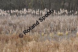 Breitblättriger Rohrkolben, Typha latifolia, Typhaceae, Typha latifolia, Breitblättriger Rohrkolben, Habitat, mit Filipendula ulmaria, Echtes Mädesüß Kauf von 00990_typha_latifolia_dsc_1856.jpg