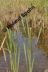 Breitblättriger Rohrkolben, Typha latifolia, Typhaceae, Typha latifolia, Breitblättriger Rohrkolben, Habitat, mit Filipendula ulmaria, Echtes Mädesüß Kauf von 00990_typha_latifolia_dsc_2254.jpg