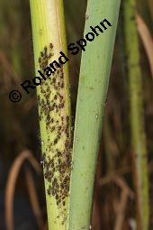 Breitblättriger Rohrkolben, Typha latifolia, Typhaceae, Typha latifolia, Breitblättriger Rohrkolben, Habitat, mit Filipendula ulmaria, Echtes Mädesüß Kauf von 00990_typha_latifolia_dsc_2256.jpg