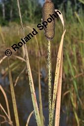 Breitblättriger Rohrkolben, Typha latifolia, Typhaceae, Typha latifolia, Breitblättriger Rohrkolben, Habitat, mit Filipendula ulmaria, Echtes Mädesüß Kauf von 00990_typha_latifolia_dsc_2257.jpg