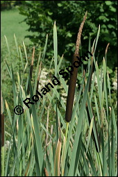 Breitblättriger Rohrkolben, Typha latifolia, Typhaceae, Typha latifolia, Breitblättriger Rohrkolben, Habitat, mit Filipendula ulmaria, Echtes Mädesüß Kauf von 00990typha_latifoliaimg_2872.jpg