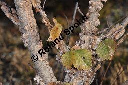 Feld-Ulme, Rot-Rüster, Ulmus minor, Ulmus camestris, Ulmus carpinifolia, Ulmus foliacea, Ulmus minor, Ulmus carpinifolia, Ulmus foliacea, Ulmus campestris, Feld-Ulme, Rot-Rüster, Ulmaceae, Gänge von Splintkäfer, Gänge von Ulmenplintkäfer (Scolytus): Kauf von 00991_ulmus_minor_dsc_1168.jpg