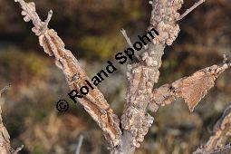 Feld-Ulme, Rot-Rüster, Ulmus minor, Ulmus camestris, Ulmus carpinifolia, Ulmus foliacea, Ulmus minor, Ulmus carpinifolia, Ulmus foliacea, Ulmus campestris, Feld-Ulme, Rot-Rüster, Ulmaceae, Gänge von Splintkäfer, Gänge von Ulmenplintkäfer (Scolytus): Kauf von 00991_ulmus_minor_dsc_1169.jpg