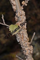 Feld-Ulme, Rot-Rüster, Ulmus minor, Ulmus camestris, Ulmus carpinifolia, Ulmus foliacea, Ulmus minor, Ulmus carpinifolia, Ulmus foliacea, Ulmus campestris, Feld-Ulme, Rot-Rüster, Ulmaceae, Gänge von Splintkäfer, Gänge von Ulmenplintkäfer (Scolytus): Kauf von 00991_ulmus_minor_dsc_1170.jpg