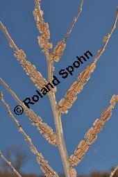 Feld-Ulme, Rot-Rüster, Ulmus minor, Ulmus camestris, Ulmus carpinifolia, Ulmus foliacea, Ulmus minor, Ulmus carpinifolia, Ulmus foliacea, Ulmus campestris, Feld-Ulme, Rot-Rüster, Ulmaceae, Gänge von Splintkäfer, Gänge von Ulmenplintkäfer (Scolytus): Kauf von 00991_ulmus_minor_dsc_1171.jpg