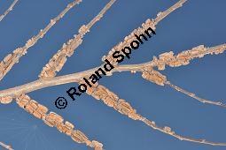 Feld-Ulme, Rot-Rüster, Ulmus minor, Ulmus camestris, Ulmus carpinifolia, Ulmus foliacea, Ulmus minor, Ulmus carpinifolia, Ulmus foliacea, Ulmus campestris, Feld-Ulme, Rot-Rüster, Ulmaceae, Gänge von Splintkäfer, Gänge von Ulmenplintkäfer (Scolytus): Kauf von 00991_ulmus_minor_dsc_1172.jpg