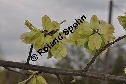 Feld-Ulme, Rot-Rüster, Ulmus minor, Ulmus camestris, Ulmus carpinifolia, Ulmus foliacea, Ulmus minor, Ulmus carpinifolia, Ulmus foliacea, Ulmus campestris, Feld-Ulme, Rot-Rüster, Ulmaceae, Gänge von Splintkäfer, Gänge von Ulmenplintkäfer (Scolytus): Kauf von 00991_ulmus_minor_dsc_3408.jpg