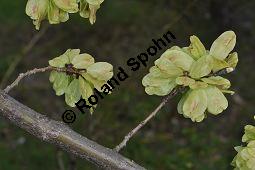 Feld-Ulme, Rot-Rüster, Ulmus minor, Ulmus camestris, Ulmus carpinifolia, Ulmus foliacea, Ulmus minor, Ulmus carpinifolia, Ulmus foliacea, Ulmus campestris, Feld-Ulme, Rot-Rüster, Ulmaceae, Gänge von Splintkäfer, Gänge von Ulmenplintkäfer (Scolytus): Kauf von 00991_ulmus_minor_dsc_3409.jpg