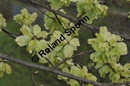 Feld-Ulme, Rot-Rüster, Ulmus minor, Ulmus camestris, Ulmus carpinifolia, Ulmus foliacea, Ulmus minor, Ulmus carpinifolia, Ulmus foliacea, Ulmus campestris, Feld-Ulme, Rot-Rüster, Ulmaceae, Gänge von Splintkäfer, Gänge von Ulmenplintkäfer (Scolytus): Kauf von 00991_ulmus_minor_dsc_3410.jpg
