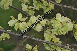 Feld-Ulme, Rot-Rüster, Ulmus minor, Ulmus camestris, Ulmus carpinifolia, Ulmus foliacea, Ulmus minor, Ulmus carpinifolia, Ulmus foliacea, Ulmus campestris, Feld-Ulme, Rot-Rüster, Ulmaceae, Gänge von Splintkäfer, Gänge von Ulmenplintkäfer (Scolytus): Kauf von 00991_ulmus_minor_dsc_3411.jpg