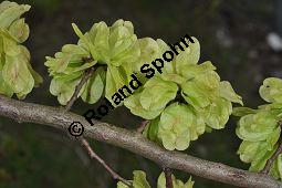 Feld-Ulme, Rot-Rüster, Ulmus minor, Ulmus camestris, Ulmus carpinifolia, Ulmus foliacea, Ulmus minor, Ulmus carpinifolia, Ulmus foliacea, Ulmus campestris, Feld-Ulme, Rot-Rüster, Ulmaceae, Gänge von Splintkäfer, Gänge von Ulmenplintkäfer (Scolytus): Kauf von 00991_ulmus_minor_dsc_3412.jpg