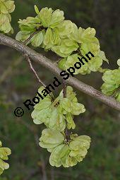 Feld-Ulme, Rot-Rüster, Ulmus minor, Ulmus camestris, Ulmus carpinifolia, Ulmus foliacea, Ulmus minor, Ulmus carpinifolia, Ulmus foliacea, Ulmus campestris, Feld-Ulme, Rot-Rüster, Ulmaceae, Gänge von Splintkäfer, Gänge von Ulmenplintkäfer (Scolytus): Kauf von 00991_ulmus_minor_dsc_3414.jpg