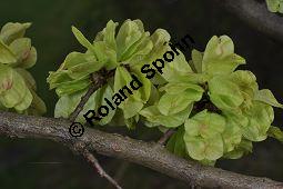 Feld-Ulme, Rot-Rüster, Ulmus minor, Ulmus camestris, Ulmus carpinifolia, Ulmus foliacea, Ulmus minor, Ulmus carpinifolia, Ulmus foliacea, Ulmus campestris, Feld-Ulme, Rot-Rüster, Ulmaceae, Gänge von Splintkäfer, Gänge von Ulmenplintkäfer (Scolytus): Kauf von 00991_ulmus_minor_dsc_3415.jpg