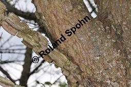 Feld-Ulme, Rot-Rüster, Ulmus minor, Ulmus camestris, Ulmus carpinifolia, Ulmus foliacea, Ulmus minor, Ulmus carpinifolia, Ulmus foliacea, Ulmus campestris, Feld-Ulme, Rot-Rüster, Ulmaceae, Gänge von Splintkäfer, Gänge von Ulmenplintkäfer (Scolytus): Kauf von 00991_ulmus_minor_dsc_3416.jpg