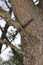 Feld-Ulme, Rot-Rüster, Ulmus minor, Ulmus camestris, Ulmus carpinifolia, Ulmus foliacea, Ulmus minor, Ulmus carpinifolia, Ulmus foliacea, Ulmus campestris, Feld-Ulme, Rot-Rüster, Ulmaceae, Gänge von Splintkäfer, Gänge von Ulmenplintkäfer (Scolytus): Kauf von 00991_ulmus_minor_dsc_3417.jpg