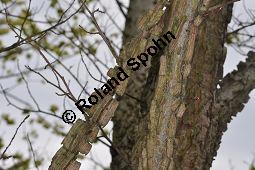 Feld-Ulme, Rot-Rüster, Ulmus minor, Ulmus camestris, Ulmus carpinifolia, Ulmus foliacea, Ulmus minor, Ulmus carpinifolia, Ulmus foliacea, Ulmus campestris, Feld-Ulme, Rot-Rüster, Ulmaceae, Gänge von Splintkäfer, Gänge von Ulmenplintkäfer (Scolytus): Kauf von 00991_ulmus_minor_dsc_3418.jpg