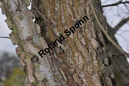 Feld-Ulme, Rot-Rüster, Ulmus minor, Ulmus camestris, Ulmus carpinifolia, Ulmus foliacea, Ulmus minor, Ulmus carpinifolia, Ulmus foliacea, Ulmus campestris, Feld-Ulme, Rot-Rüster, Ulmaceae, Gänge von Splintkäfer, Gänge von Ulmenplintkäfer (Scolytus): Kauf von 00991_ulmus_minor_dsc_3419.jpg