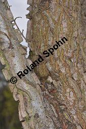 Feld-Ulme, Rot-Rüster, Ulmus minor, Ulmus camestris, Ulmus carpinifolia, Ulmus foliacea, Ulmus minor, Ulmus carpinifolia, Ulmus foliacea, Ulmus campestris, Feld-Ulme, Rot-Rüster, Ulmaceae, Gänge von Splintkäfer, Gänge von Ulmenplintkäfer (Scolytus): Kauf von 00991_ulmus_minor_dsc_3420.jpg